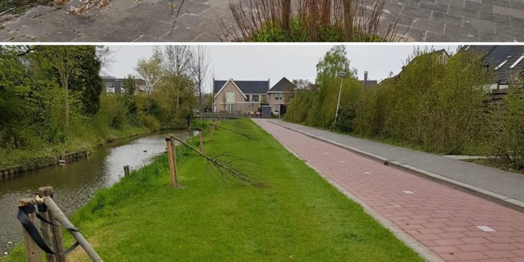 Zeven boompjes vernield in Wervershoof; Gemeente zoekt daders