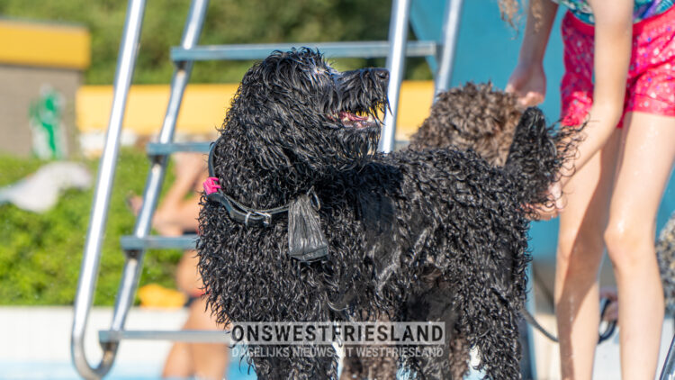 Honden genieten van frisse slotduik in De Wijzend in Zwaag [fotos]